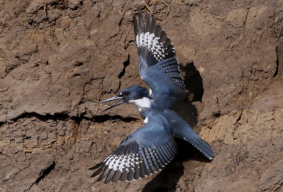 Belted Kingfisher at Nest