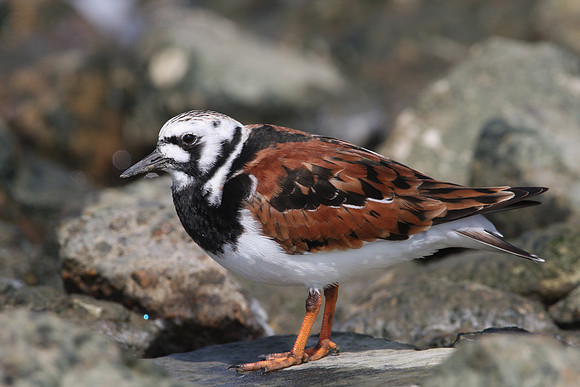 Ruddy Turnstone