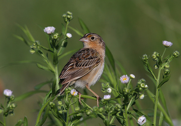 Grasshopper Sparrow on flowers