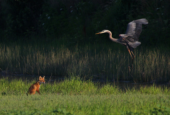 Red Fox and Great Blue Heron