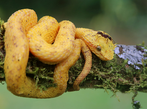 Eyelash Viper - Laguna Lagarto, Costa Rica