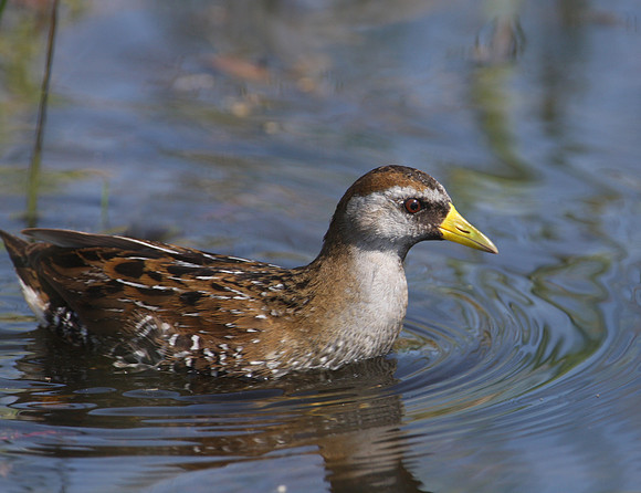 Sora at Goose Lake Prairie