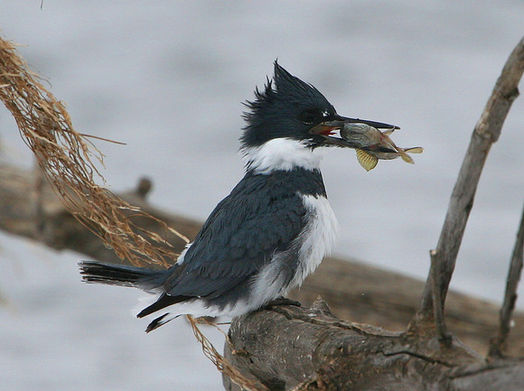 Belted Kingfisher