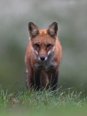 Red Fox