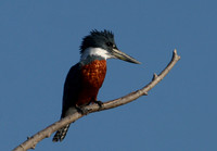 Ringed Kingfisher Santa Ana National Wildlife Refuge, Texas