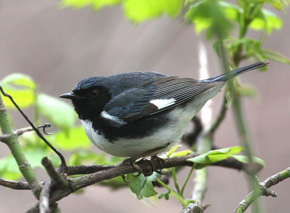 Black-throated Blue Warbler