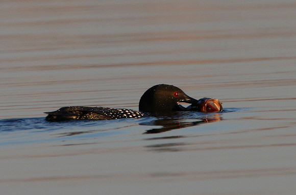 Common Loon with fish