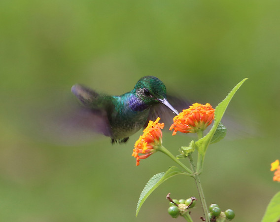 Blue-chested Hummingbird - Laguna Lagarto, Costa Rica