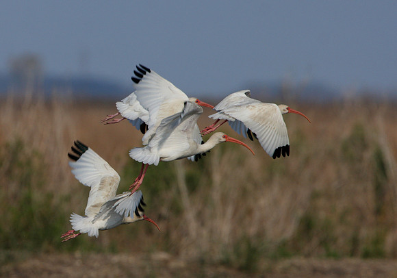 White Ibis