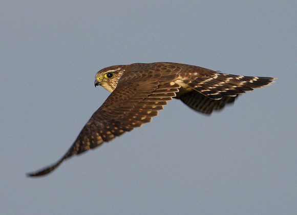 Merlin