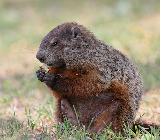 Groundhog - Kankakee, Illinois
