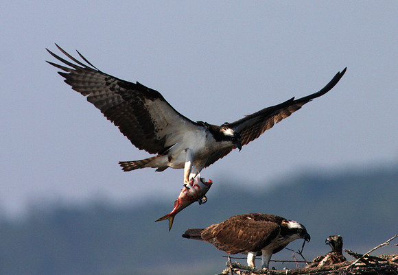 Osprey