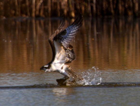 Osprey