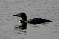 Common Loon