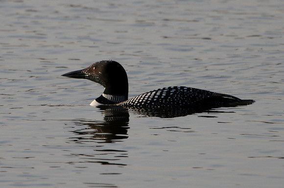 Common Loon