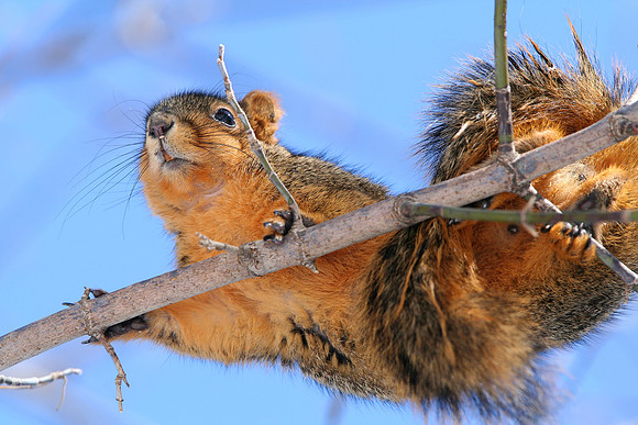 Fox Squirrel