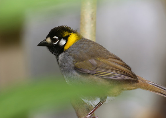 White-eared Ground Sparrow - San Jose, Costa Rica