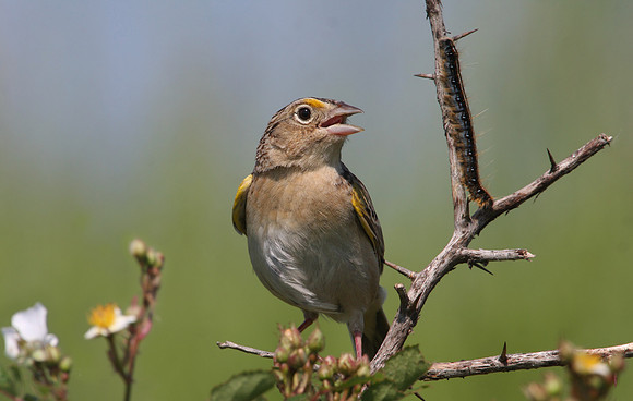 Grasshopper Sparrow with Caterpillar