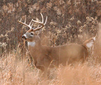 White-tailed Deer Buck 10-point