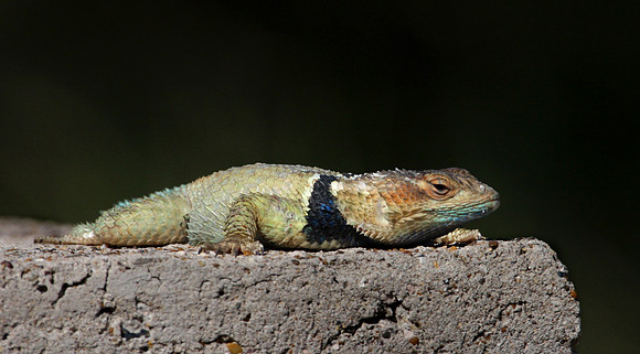 Blue Spiny Lizard