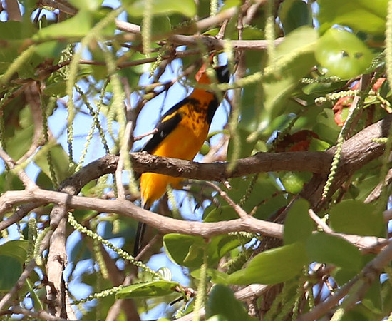 Spot-breasted Oriole - Casa Solimar, Costa Rica