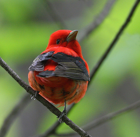 Scarlet Tanager