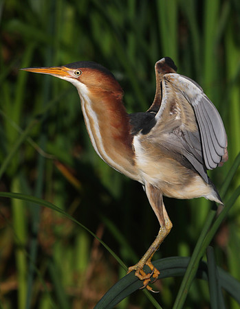 Least Bittern