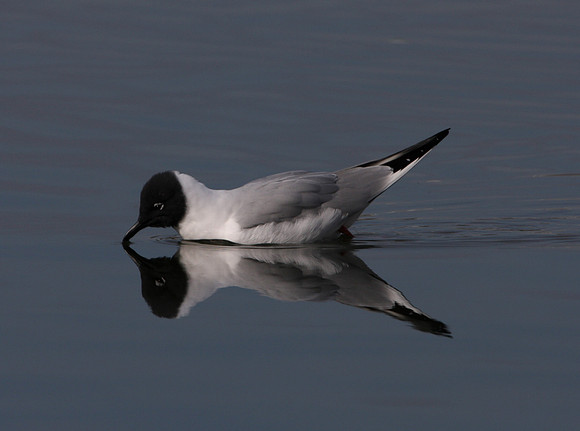 Bonaparte's Gull