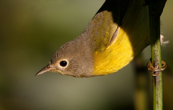 Nashville Warbler