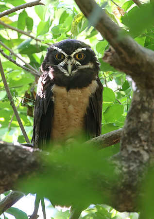 Spectacled Owl - Casa Solimar, Costa Rica