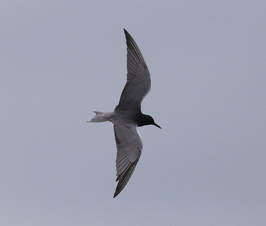 "Black Tern" "Anahuac National Wildlife Refuge" Texas