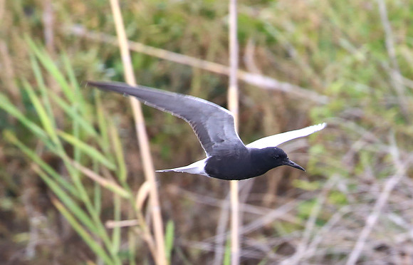 Black Tern - Anahuac National Wildlife Refuge, Texas