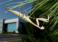 Praying Mantis