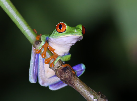 Red-eyed Tree Frog - Laguna Lagarto, Costa Rica
