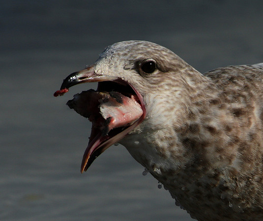 Herring Gull (with fish)