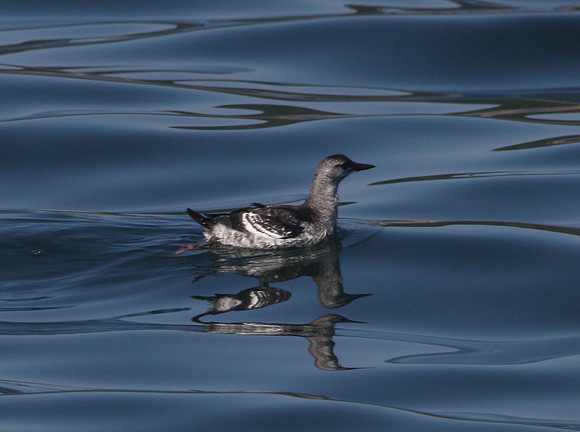 Black Guillemot
