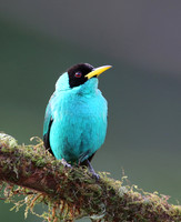 Green Honeycreeper - Laguna Lagarto, Costa Rica