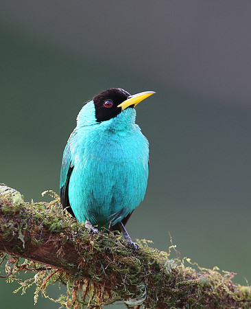 Green Honeycreeper - Laguna Lagarto, Costa Rica