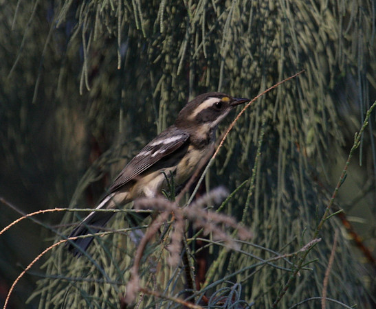 Black-throated Gray Warbler