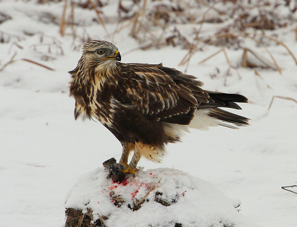 Rough-legged Hawk