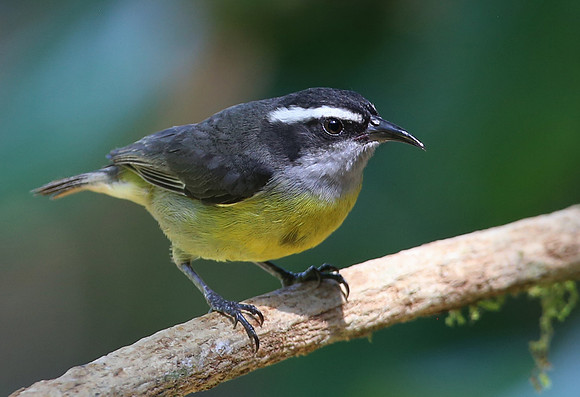 Bananaquit - Selva Verde, Costa Rica