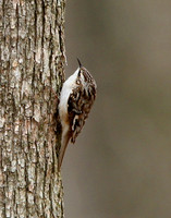 Brown Creeper