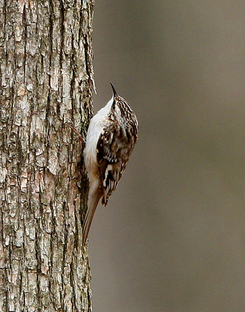 Brown Creeper