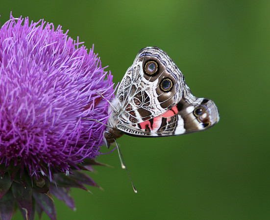 American Painted Lady