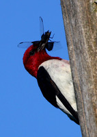 Red-headed Woodpecker