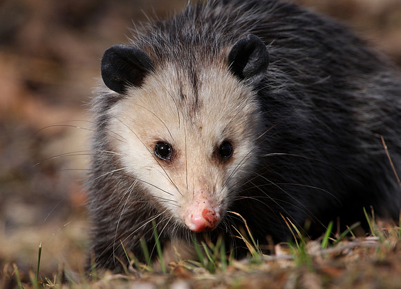 Virginia Opossum - Greene Valley Forest Preserve