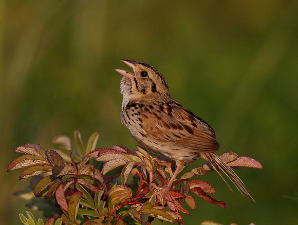 Henslow's Sparrow at Goose Lake Prairie