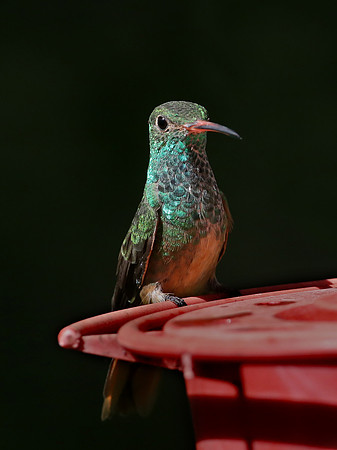 Buff-bellied Hummingbird - Bentsen Rio Grande State Park, Texas