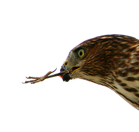 Cooper's Hawk