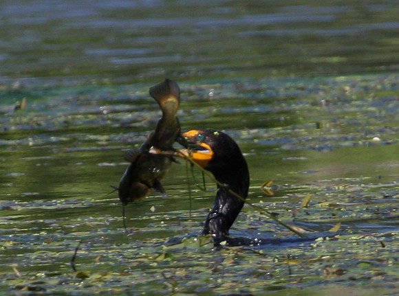 Double-crested Cormorant with catfish